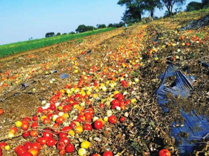 Five tons of tomatoes in red mud | पाच टन टोमॅटोचा वावरात ‘लाल चिखल’ Five tons of tomatoes in red mud | पाच टन टोमॅटोचा वावरात ‘लाल चिखल’