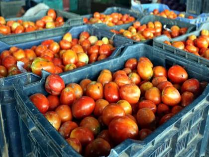 Stolen 20 crates of tomatoes worth 40 thousand rupees according to today's market price of the farmer; Type in Shirur | शेतकऱ्याचे आजच्या बाजारभावानुसार ४० हजार रुपयांचे २० क्रेट टोमॅटो चोरीला; शिरूरमधील प्रकार