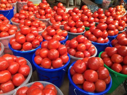 tomato mud at the market; 20 rupees per kilo in front of the house! | बाजारात टोमॅटोचा चिखल; घरासमोर २० रुपये किलो!