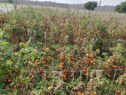 Tomatoes in Thok at Rs 3 per kg, due to fall in prices, mouth closed; Farmers in economic crisis again | ठोकमध्ये टोमॅटो तीन रुपये किलो, भाव घसरल्याने तोंडणी बंद; शेतकरी पुन्हा आर्थिक संकटात