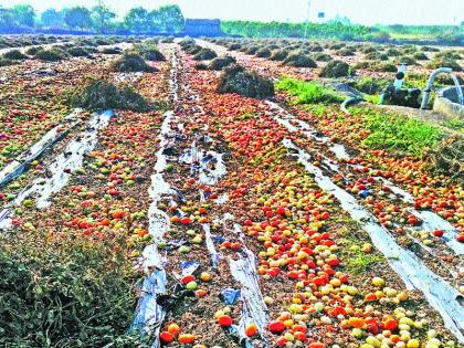 Tomato bag poured into the field | टोमॅटोबाग शेतातच टाकली उपटून Tomato bag poured into the field | टोमॅटोबाग शेतातच टाकली उपटून