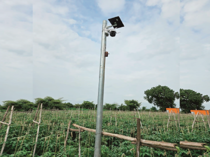 Video: expensive CCTV maintenance for tomato farming in Chhatrapati Sambhajinagar! | Video: अहो, खरंच टोमॅटोच्या शेतीला चक्क महागड्या सीसीटीव्हीची राखण !