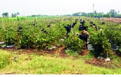 Saheb, give the cost of the harvest and take the tomatoes! | साहेब, काढणीचा खर्च द्या आणि टोमॅटो न्या !