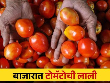 in mumbai he price of tomato is likely to increase further possibility is being predicted by the vegetable seller | सलाड मागोमाग, भाजीमधूनही टोमॅटो गायब? टोमॅटोचा भाव आणखी वाढण्याची शक्यता