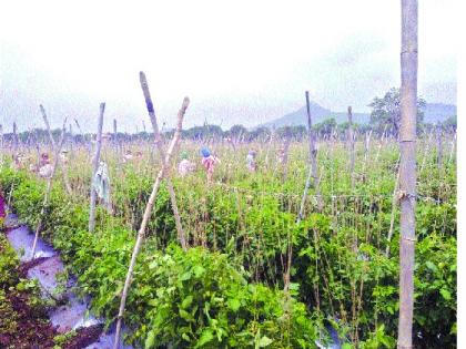 Tomato production due to laborers Crisis-stricken environment on farmers | मजुरांअभावी टोमॅटो उत्पादन शेतकऱ्यांवर संकट-बदलते वातावरण