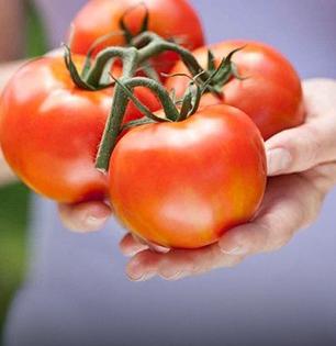 भलेही चांगले लागतात- पोषण देतात, पण काही लोकांसाठी टोमॅटो खाणंच घातक-पाहा कुणी न खाणंच बरं..