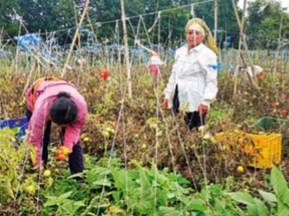 Tomato Krupa... 40 lakhs in one and a half months; A farmer in Bhatodi in Nagar district has been loyal to tomatoes for ten years | टोमॅटो कृपा... दीड महिन्यातच ४० लाख; नगर जिल्ह्यातील भातोडीतील शेतकऱ्याची दहा वर्षांपासून टोमॅटोवर निष्ठा