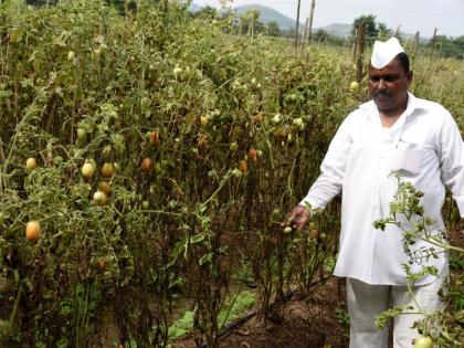 Return rain grapes, hit tomatoes; Soybean straw | परतीच्या पावसाचा द्राक्ष, टमाट्याला फटका ; सोयाबीन भूईसपाट