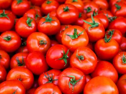 tomato price rises survey says 14 percent people stopped buying tomatoes 46 percent paying over RS 150 per kg read in detail | 'लाल वादळा'ची धडकी! १४ टक्के लोकांनी टोमॅटो विकत घेणं केलं बंद अन् 46 टक्के लोकं...