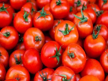 Record price hike: Tomatoes at Rs 150 a kg in the market; Only 75 rupees falls in the hands of the farmer | बाजारात टोमॅटो १५० रुपये किलो; शेतकऱ्याच्या हातात पडतात फक्त ७५ रुपयेच