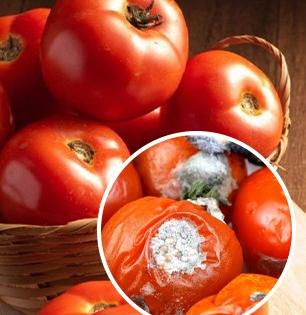 हिवाळ्यात टोमॅटो सडतात, काळे पडतात? बुरशी लागू नये म्हणून ३ ट्रिक्स, फ्रीजशिवाय राहतील फ्रेश