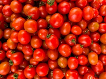 Farmers suffer losses of lakhs due to fall in tomato prices; Profits are far away, it is also difficult to get capital | टोमॅटोचे भाव उतरल्याने शेतकऱ्यांचे लाखोंचे नुकसान; नफा तर दूरच, गुंतवलेले भांडवल मिळणेही मुश्कील Farmers suffer losses of lakhs due to fall in tomato prices; Profits are far away, it is also difficult to get capital | टोमॅटोचे भाव उतरल्याने शेतकऱ्यांचे लाखोंचे नुकसान; नफा तर दूरच, गुंतवलेले भांडवल मिळणेही मुश्कील