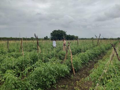 In Solapur, Theft of 80 crates of tomatoes in the fall; Directly to the farm for police investigation | धक्कादायक! पडसाळीत ८० क्रेट टोमॅटोची चोरी; पोलीस तपासासाठी थेट शेतात