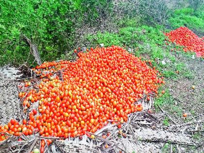 Tomato sales fall! Two Rs per kg | टोमॅटोचे बाजारभाव कोसळले! दोन रुपये किलो