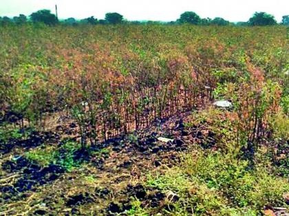 Cloudy atmosphere in Washim district; crop in trouble | वाशिम जिल्ह्यात ढगाळ वातावरण ; तूर पिक संकटात 