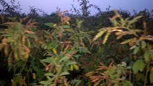 Changing the atmosphere causes damage of toor crop | वातावरणातील बदलाचा तूर पिकाला फटका