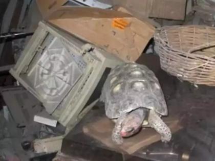 pet tortoise found after 40 years in room family is shocked | तब्बल ४० वर्षांनंतर सापडलं पाळीव कासव, अडगळीच्या खोलीत १९८२ सालापासून मुक्कामाला होतं