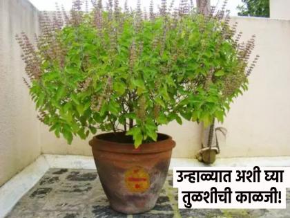 Tulasi Plant Tips: Has your Tulasi wilted due to the scorching heat? Follow these tips and keep your basil rejuvenated! | Tulasi Plant Tips: वाढत्या उन्हामुळे तुमची तुळस कोमेजून गेली? फॉलो करा 'या' टिप्स आणि तुळस ठेवा टवटवीत!