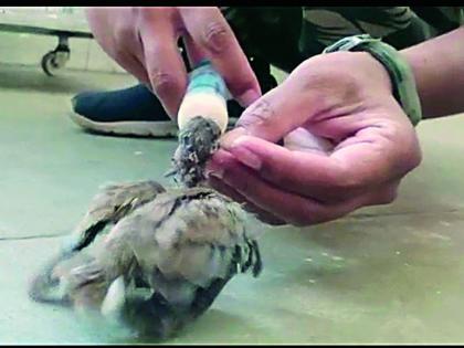 A bird has fallen from a tree ... Bird love is also manifested in khaki uniform | एक पक्षी झाडावरून पडलाय हो... खाकी वर्दीतूनही प्रगटले पक्षिप्रेम