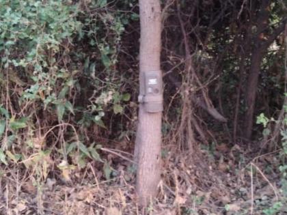 Trap cameras installed in the area where the tiger was found | वाघ आढळलेल्या परिसरात लावले ट्रॅप कॅमेरे