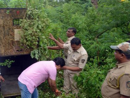 ... finally deployed a cage in the forest of 'Hydro' | ...अखेर ‘हायड्रो’च्या जंगलात पिंजरा तैनात : भीतीचे सावट 