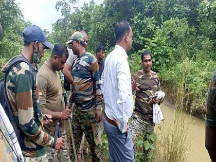 Four teams camped in the forest to arrest the man-eating CT-1 tiger | 'त्या' नरभक्षी वाघाला जेरबंद करण्यासाठी चार पथके जंगलात तळ ठोकून