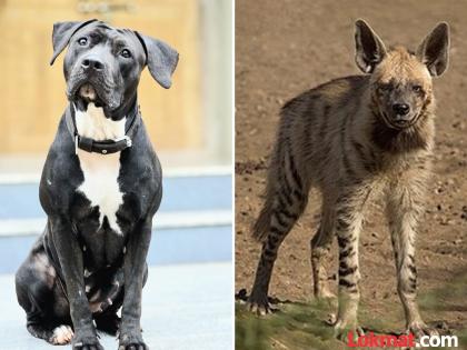 pune Pitbull dog Diana fought a deadly battle with a tiger; protected her owner and the farm | पिटबुल श्वान डायनाने तरसांशी दिला जीवघेणा लढा; मालकाची व शेताची केली सुरक्षा