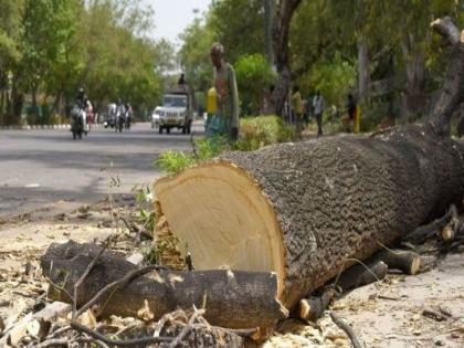 Allowed two trees, cut over two hundred trees; Ajani Inter Model Station Project | परवानगी होती दोन झाडांची, कापली दोनशेवर झाडे; अजनी इंटर मॉडेल स्टेशन प्रकल्प