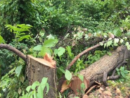 Trees cut down on Miraj Kagawad road | मिरज-कागवाड मार्गावर झाडांची खुलेआम कत्तल, वाढलेल्या फांद्या सोडून थेट खोडावरच कुऱ्हाड