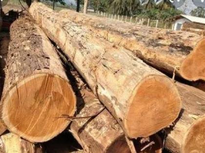 Permission for only 17 trees, actually cuts 400 teak trees, 21 lakhs notice to the company | परवानगी फक्त १७ झाडांची, प्रत्यक्षात तोंडली ४०० सागवान झाडे; कंपनीला २१ लाखांची नोटीस