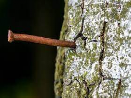 Action will be taken if you nail the trees; Resolution of nail-free trees in Latur | झाडांना खिळे ठोकाल तर कारवाई होणार; लातूरात खिळेमुक्त झाडांचा संकल्प