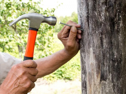 If you nail in the trees, you will have to go in the prison | झाडांना ठोकसाल खिळा, तर खावी लागेल जेलची हवा