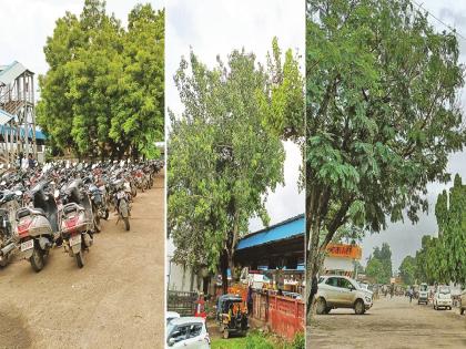 in Chhatrapari Sambhajinagar Hundreds of birds feared to be homeless due to ax falling on trees in railway station redevelopment | रेल्वेस्टेशनच्या पुनर्विकासात झाडांवर कुऱ्हाड पडून शेकडो पक्षी बेघर होण्याची भीती