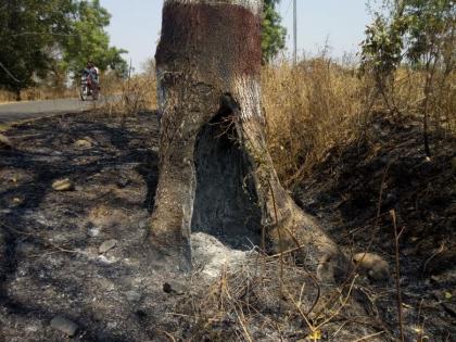 Increase in the type of burning of trees on the Shirpur-Malegaon road | शिरपूर -मालेगाव रस्त्यावरील झाडे जाळण्याच्या प्रकारात वाढ