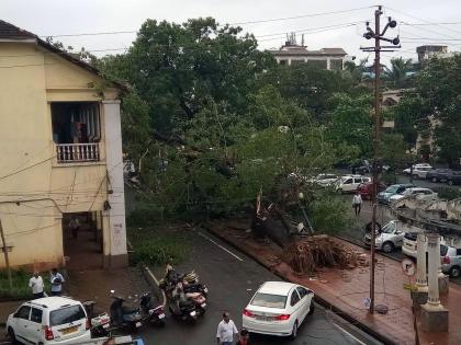 25 trees collapsed in vasco in last 24 hours | २४ तासात वास्कोत २५ झाडं कोसळली; सहा चारचाकी वाहनांचं नुकसान