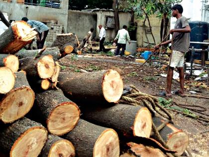 Five trees for Kurchad for parking? | पार्किंगसाठी पाच वृक्षांवर कुऱ्हाड?