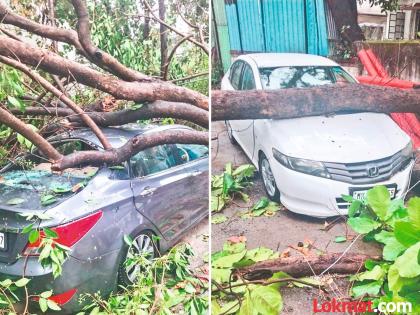 खोदकामे अन् विकासकामे झाडांच्या ‘मुळावर’..;वर्षभरात कोसळली एक हजार झाडे - Marathi News | Excavation and development work at the 'roots' of trees..; One thousand trees fell in a year | Latest pune News at Lokmat.com