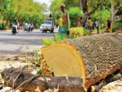 Do you want to cut a tree, have you taken permission from the municipality? Notification issued by Municipal Parks Department | झाड तोडायचंय, पालिकेची परवानगी घेतली का? महापालिका उद्यान विभागाच्या सूचना जारी