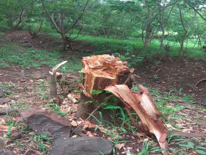 Chamarcaves: The axe is run on trees in protected forest areas | चामरलेणी : राखीव वनक्षेत्रामधील वृक्षांवर चालविली जातेय कु-हाड