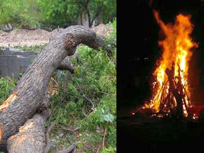 forest department to take strict action against tree cutting activities for holi | होळीसाठी वृक्ष तोडाल तर खबरदार; थेट कारागृहात रवानगी