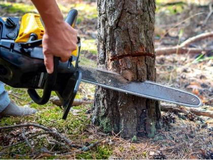 Summary Article: When a tree is cut, it bleeds... | सारांश लेख: झाड कापताना त्यातून रक्त सांडतं...