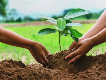 Editorial articles Which trees should be planted without hindering 'development'? | ‘विकासा’ला आडकाठी न होता, कोणती झाडे लावावीत? Editorial articles Which trees should be planted without hindering 'development'? | ‘विकासा’ला आडकाठी न होता, कोणती झाडे लावावीत?