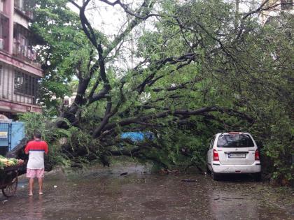 Tree fell in Bhiwandi, damage to vehicles | भिवंडीत झाड कोसळले, वाहनांचे नुकसान