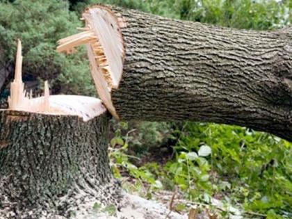 Tree felling in cities will be penalized, tree planting will be compensated | शहरांमध्ये वृक्ष तोडल्यास दंड, भरपाईत होणार वृक्षारोपण