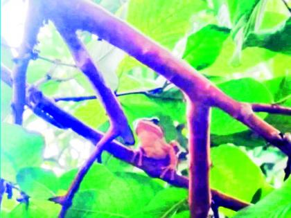 'Tree frog' found in drought prone areas of Marathwada | मराठवाड्यातील दुष्काळी भागात आढळला ‘ट्री फ्रॉग'