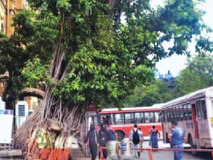 Prune the tree in a collapsed state | 'कोसळण्याच्या अवस्थेत असलेल्या झाडाची छाटणी करा'