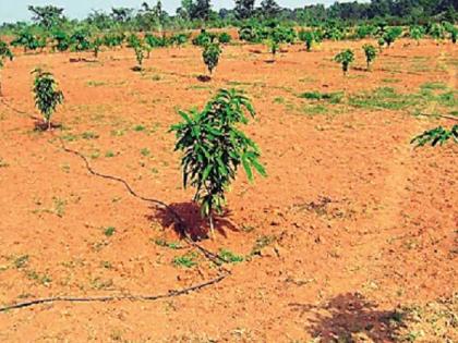 This year, Kolhapur district has targeted 26 lakh trees, the 'My Plant' app for the citizens | कोल्हापूर जिल्ह्यात यंदा २६ लाख वृक्षलागवडीचे उद्दिष्ट, नागरिकांसाठी ‘माय प्लँट’ अ‍ॅप