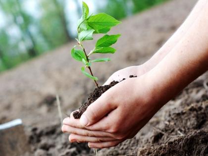 ahmednagar municipal corporations officers message about tree plantation creates controversy | 'पावसाळ्यात झाड लावा, हिवाळ्यात क्वार्टर फ्री मिळवा'