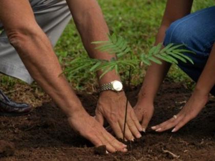 Apply new trees and allow them to break apart if they exist | नवीन झाडे लावा, जगवा तरच तोडण्याची परवानगी