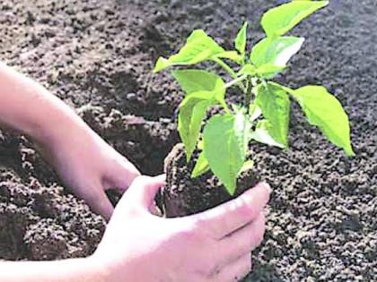 Planning of 33 million trees in Washim district! | वाशिम जिल्ह्यात ३३ कोटी वृक्षलागवडीचे नियोजन!